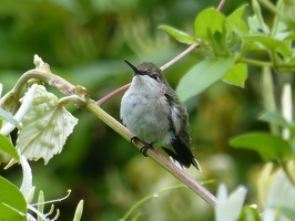 Ruby-throated Hummingbird